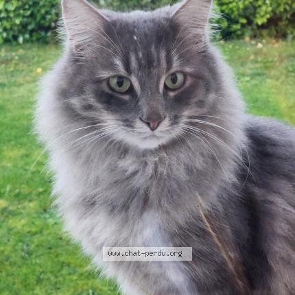 Foto 1/1 TSONTSOKO Chat perdido en Plogonnec