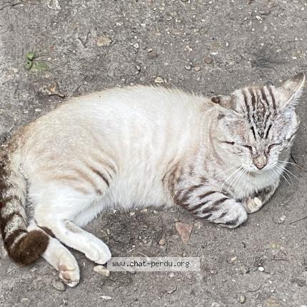 Foto 1/1 Anatole Chat perdido en Le bouscat