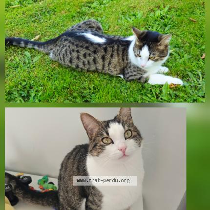 Foto 1/1 Carlito Chat perdido en Trouville la haule