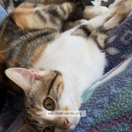 Foto 1/1 Tilly Chat perdido en Ouerre