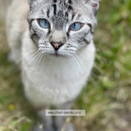 Foto 1/1 Jager Chat perdido en Soissons