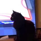 Foto del gato perdido en La Fare Les Oliviers