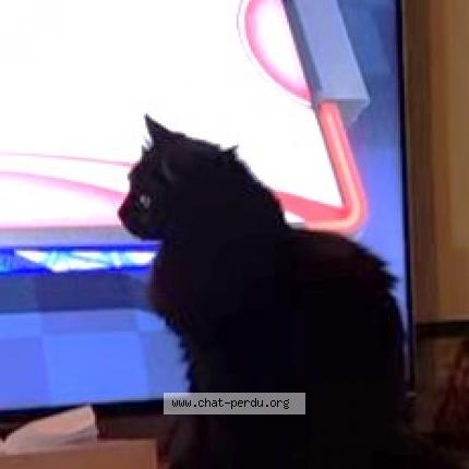 Foto 1/1 MINUIT Chat perdido en La fare les oliviers