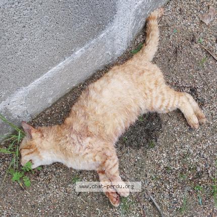 Foto 1/1 Gato encontrado Encontrado en Le bouchaud