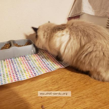 Foto 1/1 Minette Chat perdido en Veynes 05400