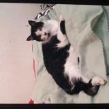 Foto del gato perdido en Froges