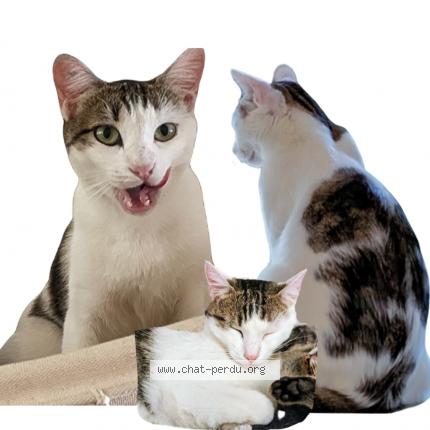 Foto 1/1 kintsu Chat perdido en Toulouse