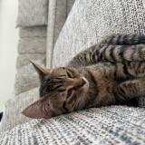 Foto del gato perdido en Carrieres Sur Seine