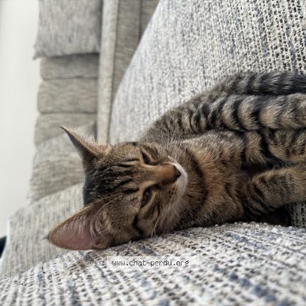 Foto 1/1 Titi Chat perdido en Carrieres sur seine