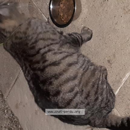 Foto 1/1 Gato encontrado Encontrado en Vaux rouillac