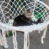 Foto del gato perdido en Meylan 38240