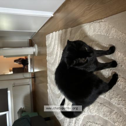 Foto 1/1 Vanille Chat perdido en Beauvais