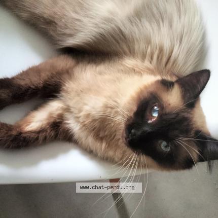 Foto 1/1 DOMINO Chat perdido en Mertzwiller