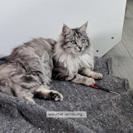 Foto 1/1 URBEX Chat perdido en Vitrolles