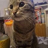 Foto del gato perdido en Laneuveville Devant Nancy