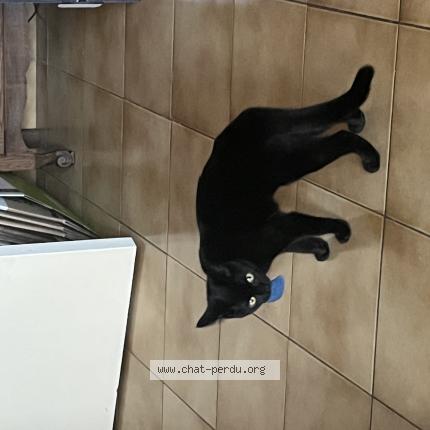 Foto 1/1 Windy Chat perdido en Senlis