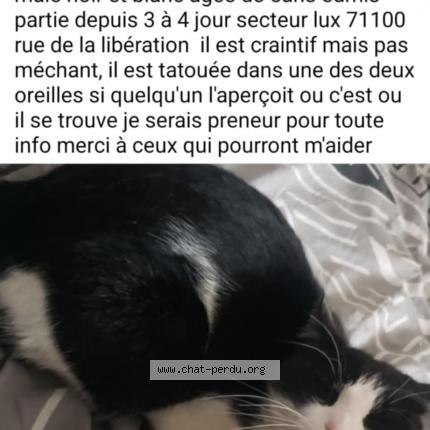 Foto 1/1 Juju Chat perdido en Lux