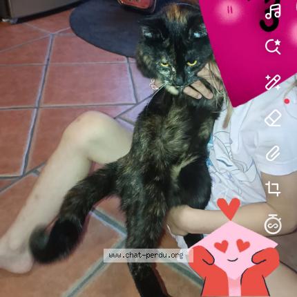 Foto 1/1 Vaiana Chat perdido en St luperce