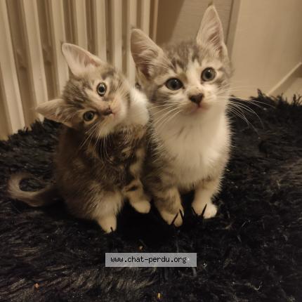 Foto 1/1 Zorro Chat perdido en Creil