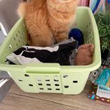 Foto del gato perdido en Eysines