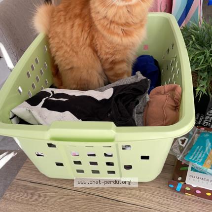 Foto 1/1 Rouky Chat perdido en Eysines