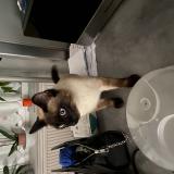 Foto del gato perdido en Hem