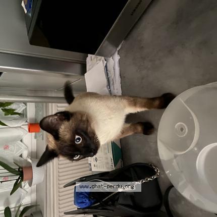 Foto 1/1 saya Chat perdido en Hem