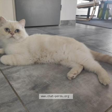 Foto 1/1 SISSY Chat perdido en Blere