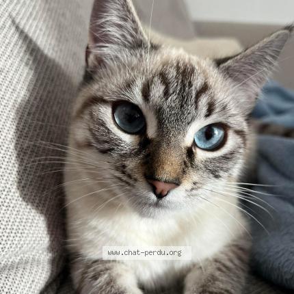 Foto 2/2 Lexy Chat perdido en Clermont ferrand