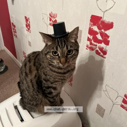 Foto 1/1 Saphir Chat perdido en Oissel