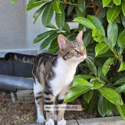 Foto 1/1 Gato encontrado Encontrado en Verneuil sur seine