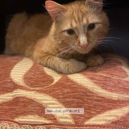 Foto 1/1 Kuby Chat perdido en Oyonnax