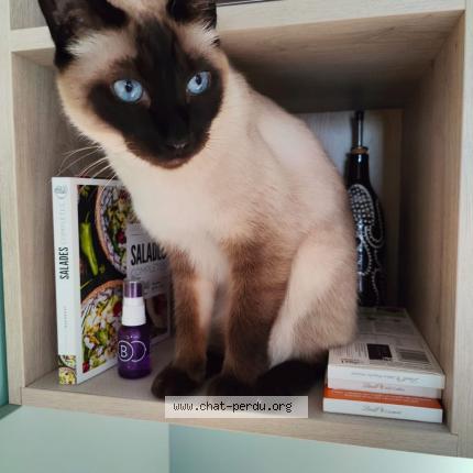 Foto 1/1 Lego Chat perdido en Bazoques