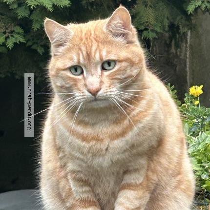 Foto 1/1 Kira Chat perdido en Villiers adam