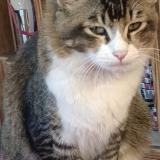 Foto del gato perdido en Kalimpong