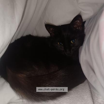 Foto 1/1 Mimi Chat perdido en Limoges