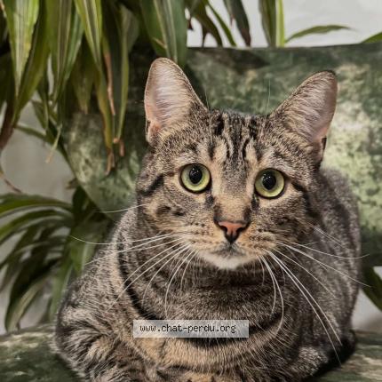 Foto 1/1 SEYLA Chat perdido en Lons