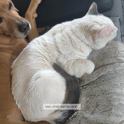 Foto 1/1 Astèque Chat perdido en Plestin les greves