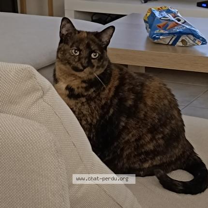 Foto 1/1 Bébou Chat perdido en Villecresnes