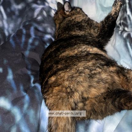 Foto 1/1 Stella Chat perdido en Wittenheim