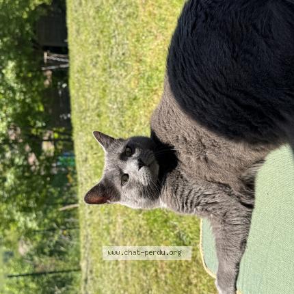 Foto 1/1 Sheldon Chat perdido en Bogeve