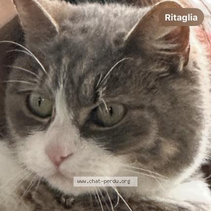 Foto 1/1 Gato encontrado Encontrado en Larmor plage