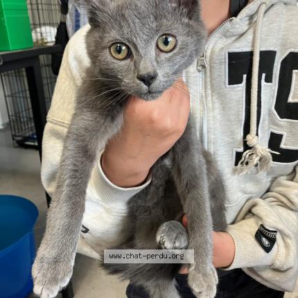 Foto 1/1 Gato encontrado Encontrado en Leers