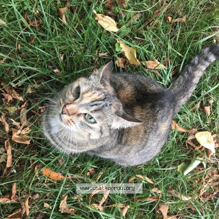 Foto 1/1 RADJA Chat perdido en Vouneuil sur vienne