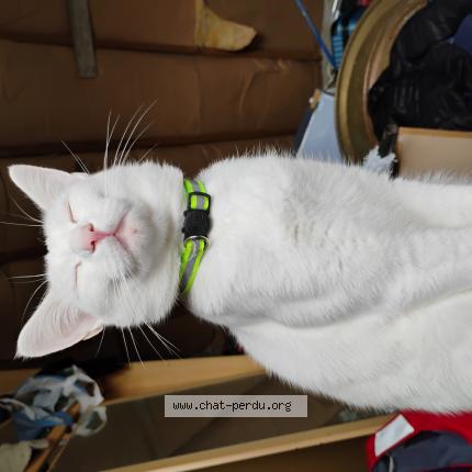 Foto 1/1 Eva Benard Chat perdido en Sizun