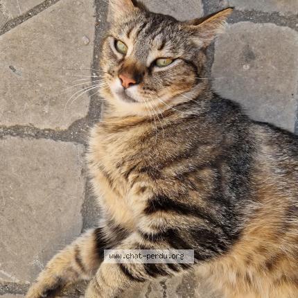 Foto 1/1 Razmo Chat perdido en Mailhac