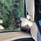 Foto del gato perdido en Rioz