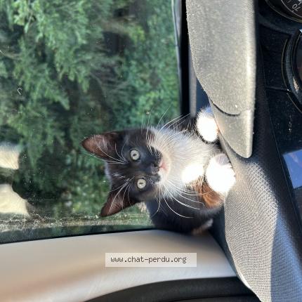 Foto 1/1 Wasabie Chat perdido en Rioz