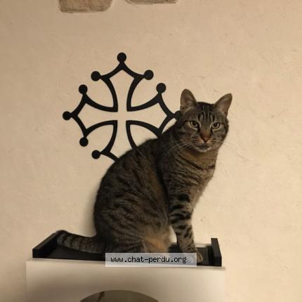 Foto 1/1 Fripon Chat perdido en Caux et sauzens