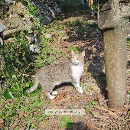 Foto 1/1 Byeol Chat perdido en Menton